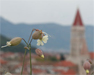 Trogir