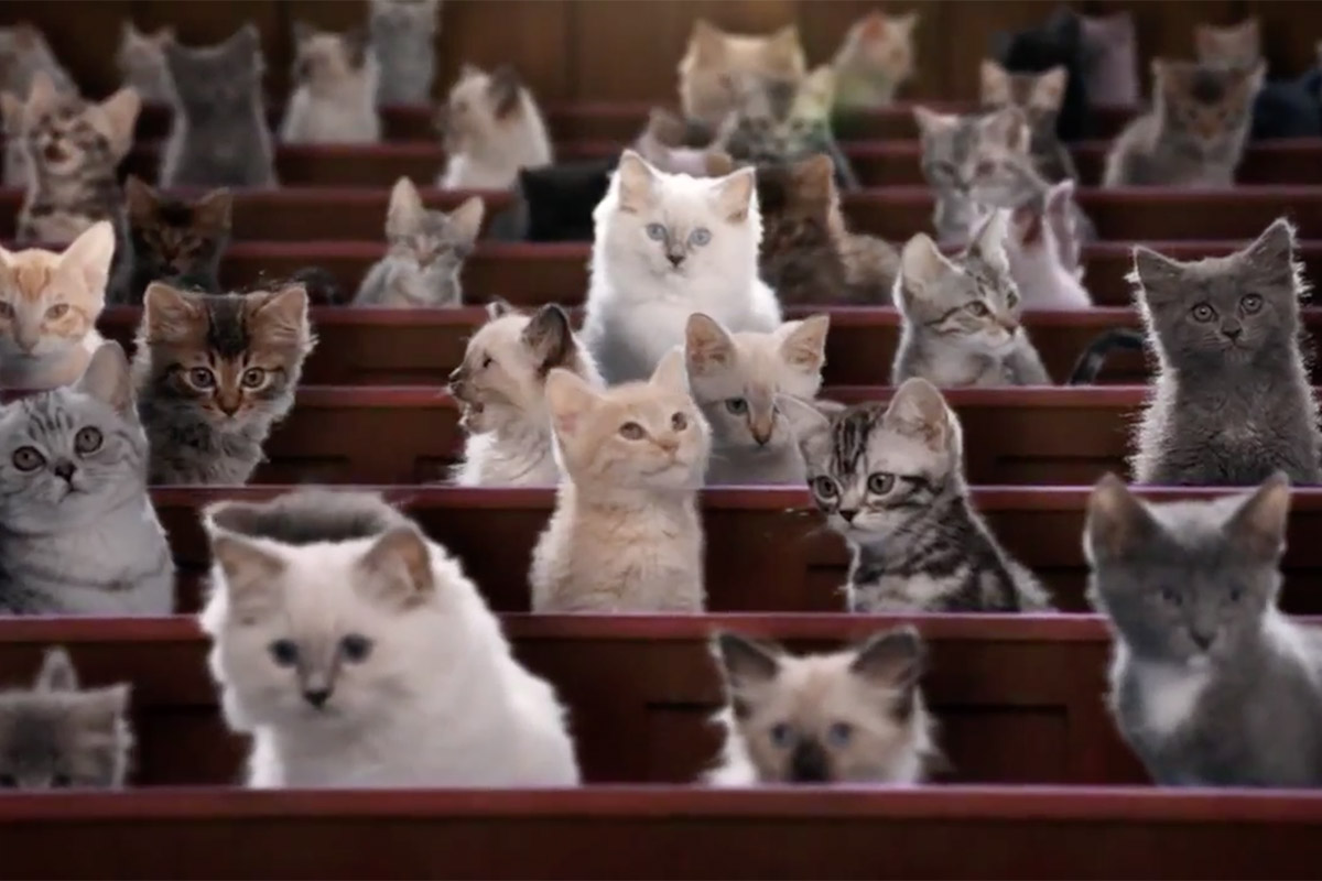 Mačke u klupi